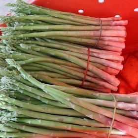 Thailand asparagus fresh exporting quality
