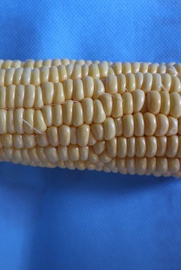 Thailand sweet corn exporting quality