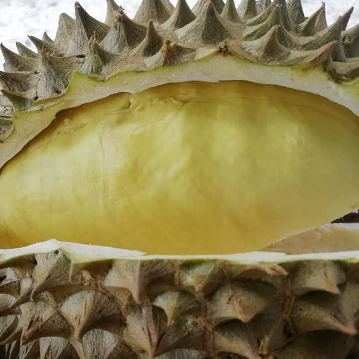Durian exporting quality to USA