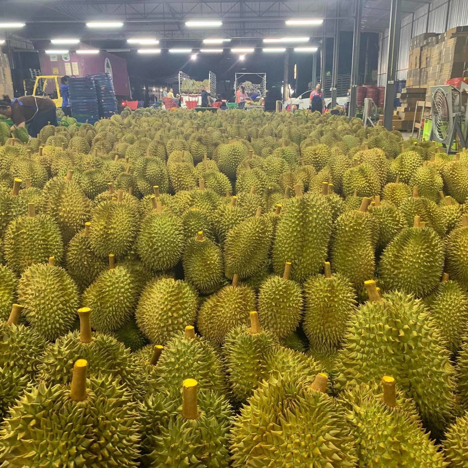 Thai fruit durian exporting quality