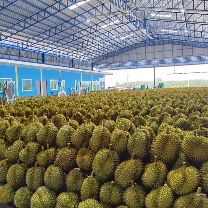 Durian freshness from south of thailand to chaina korea USA