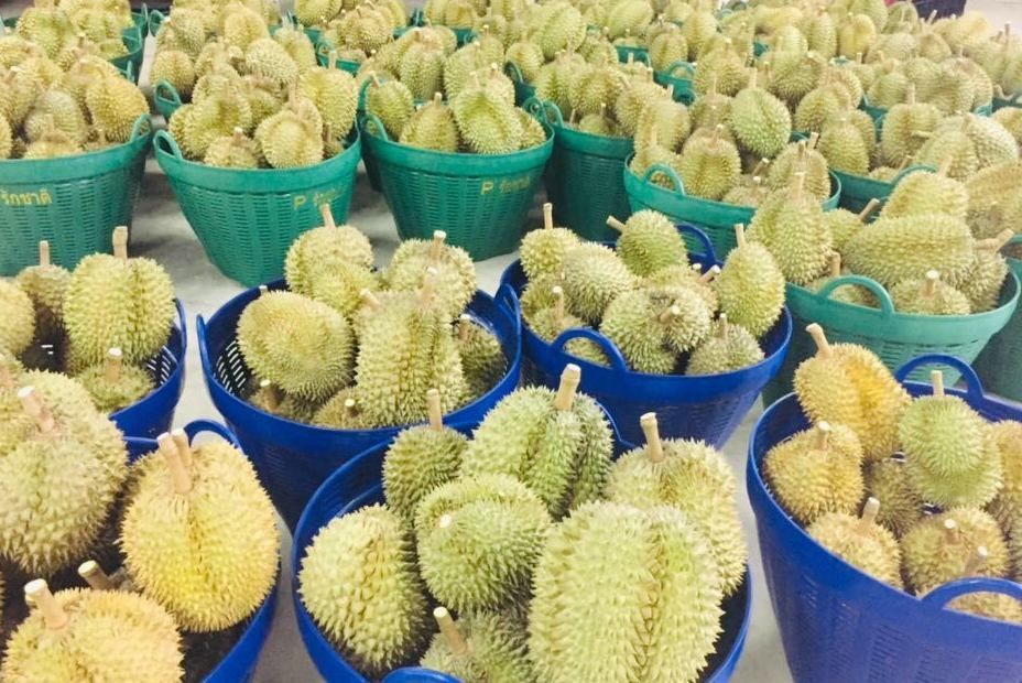 Thai durian fresh export to chaina Durian exported to China tastes very good, Chinese customers like it very much.