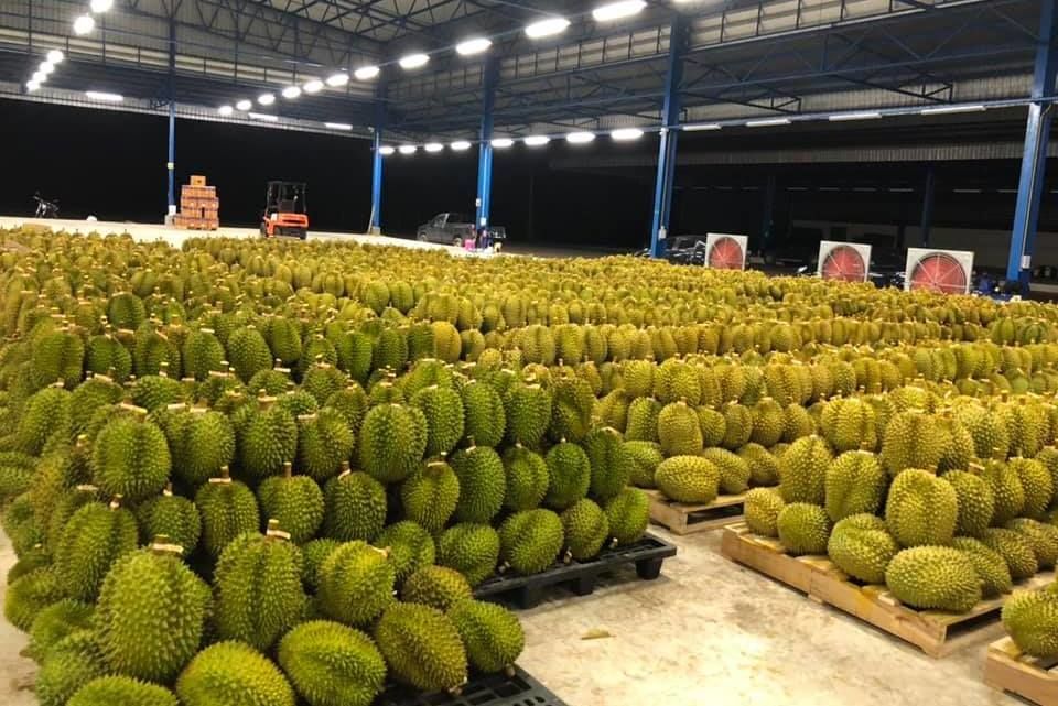 Durian thailand fresh ship by container to japan cheap price per kilogram